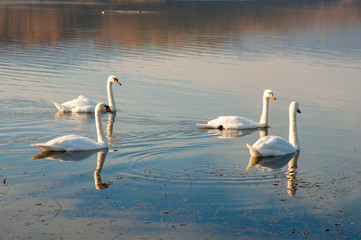 White swans on a colorful lake © mikhailgrytsiv