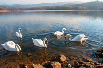 White swans on a colorful lake © mikhailgrytsiv