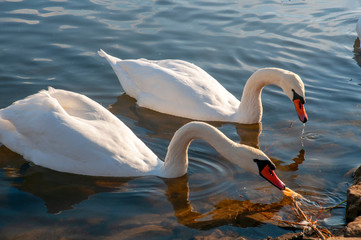 White swans on a colorful lake © mikhailgrytsiv