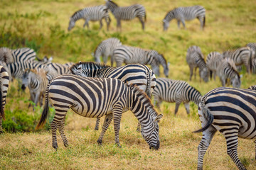 Plakat Herd of zebras in african savannah. Zebra with pattern of black and white stripes. Wildlife scene from nature in Africa. Safari in National Park Ngorongoro Crater, Tanzania.