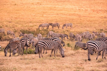 Fototapeta na wymiar Herd of zebras in african savannah. Zebra with pattern of black and white stripes. Wildlife scene from nature in Africa. Safari in National Park Ngorongoro Crater, Tanzania.