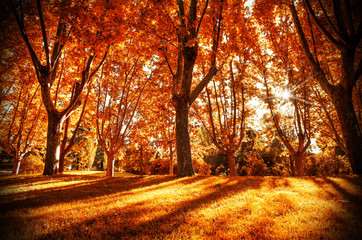 Fototapeta premium autumn forest
