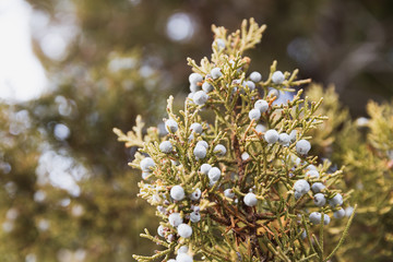 Juniper Tree Branches, Juniper Berries, Western Juniper Berry Tree