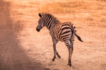 Fototapeta na wymiar Young baby zebra with pattern of black and white stripes. Wildlife scene from nature in savannah, Africa. Safari in National Park of Tanzania.