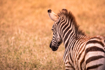 Naklejka premium Young baby zebra with pattern of black and white stripes. Wildlife scene from nature in savannah, Africa. Safari in National Park of Tanzania.