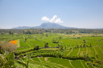 Rice fields and volcano in Indonesia.