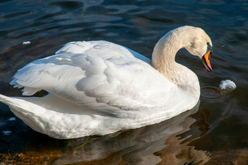 White swans on a colorful lake © mikhailgrytsiv