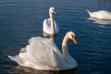 White swans on a colorful lake © mikhailgrytsiv