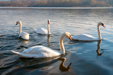 White swans on a colorful lake © mikhailgrytsiv