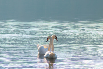White swans on a colorful lake © mikhailgrytsiv