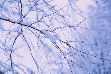 Close Up of Snowy Tree Branches