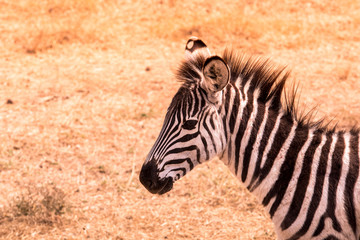 Naklejka premium Young baby zebra with pattern of black and white stripes. Wildlife scene from nature in savannah, Africa. Safari in National Park of Tanzania.
