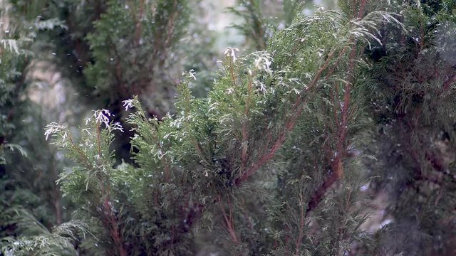 Snow covered juniper branches is waving on the wind while is snowing Slow motion