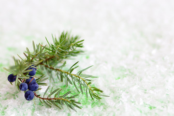 Juniper branch with berries on a green background with artificial snow. Winter composition with copy space.