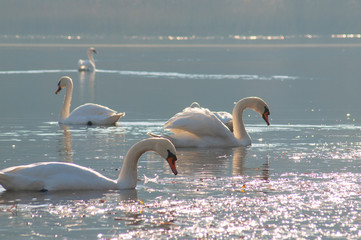 White swans on a colorful lake © mikhailgrytsiv