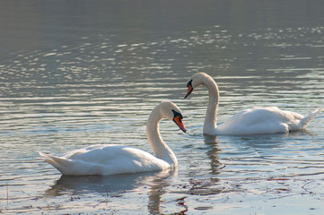 White swans on a colorful lake © mikhailgrytsiv