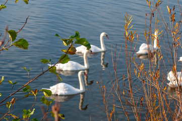 White swans on a colorful lake