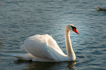 White swans on a colorful lake © mikhailgrytsiv
