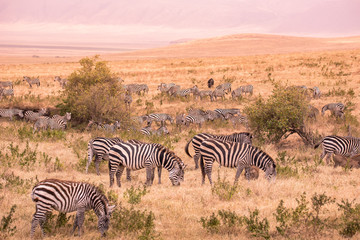 Herd of zebras in african savannah. Zebra with pattern of black and white stripes. Wildlife scene from nature in Africa. Safari in National Park Ngorongoro Crater, Tanzania.