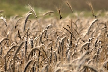 Grain field snapshot