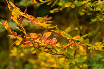 Autumn scene in a natural forest and defocused background