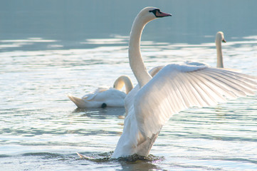 White swans on a colorful lake © mikhailgrytsiv