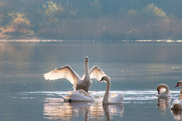White swans on a colorful lake © mikhailgrytsiv