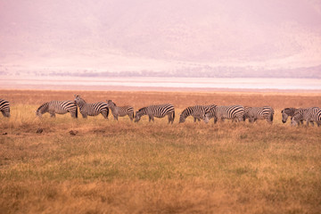 Herd of zebras in african savannah. Zebra with pattern of black and white stripes. Wildlife scene from nature in Africa. Safari in National Park Ngorongoro Crater, Tanzania.