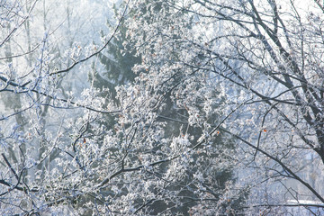 white hoarfrost tree branches