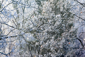 white hoarfrost tree branches