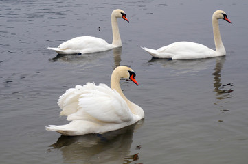 White swans on a colorful lake © mikhailgrytsiv