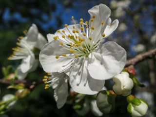 Obraz premium Close-up of white cherry flowers blossom in spring. A lot of white flowers in sunny spring day. Selective focus.