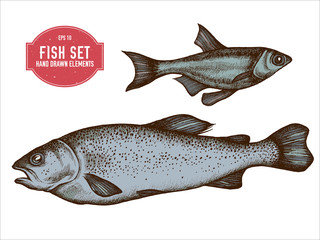 Vector collection of hand drawn colored  fish