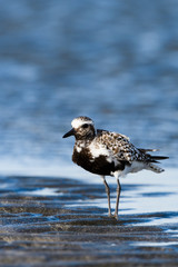 換羽中のダイゼン(Grey plover)