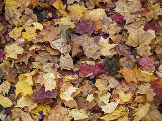 autumn leaves on the earth