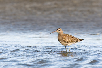 チュウシャクシギ(Whimbrel)