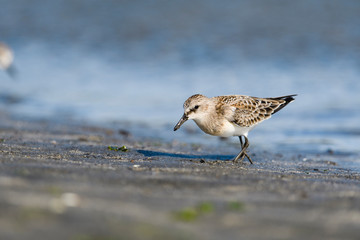 トウネン幼鳥(Red-necked Stint)