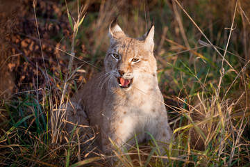 Abordable Eurasian Lynx, portrait in autumn field