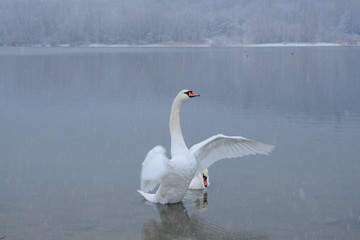 White swans on the winter lake © mikhailgrytsiv