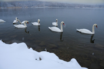 White swans on the winter lake