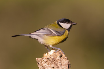 Naklejka premium The Great Tit Perches on the cork oak