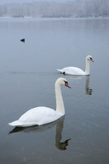 White swans on the winter lake