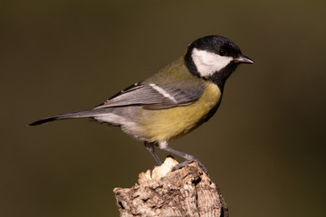 The Great Tit Perches on the cork oak