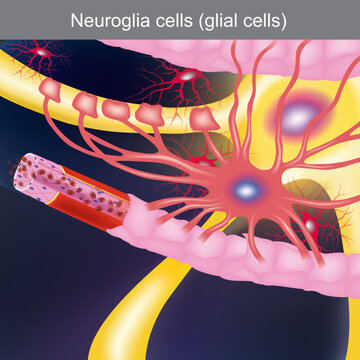 Neuroglia cells