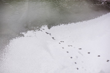 Traces of animals in snow. Deer, moose, wolf, fox, dog, cat paws footprints in the forest. Concept of hunting and shooting wild animals. Migration and mating time. 