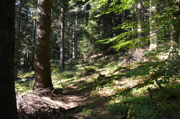 path in the forest