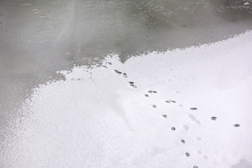 Traces of animals in snow. Deer, moose, wolf, fox, dog, cat paws footprints in the forest. Concept of hunting and shooting wild animals. Migration and mating time. 