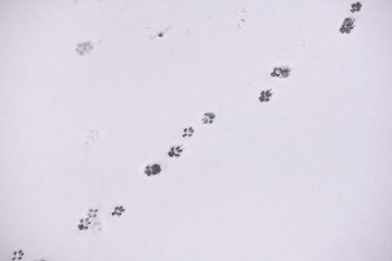 Traces of animals in snow. Deer, moose, wolf, fox, dog, cat paws footprints in the forest. Concept of hunting and shooting wild animals. Migration and mating time. 