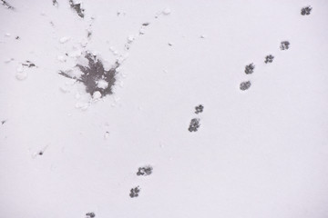 Traces of animals in snow. Deer, moose, wolf, fox, dog, cat paws footprints in the forest. Concept of hunting and shooting wild animals. Migration and mating time. 