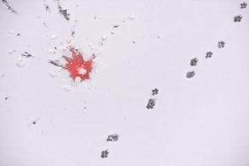 Traces of animals in snow. Concept of hunting and shooting wild animals. Deer, moose, wolf, fox,...